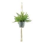 Fern in pot, with rope hanger     Size: H: 90cm, Ø...