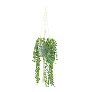 Plante de pois dans le pot, avec corde à suspendre     Taille: H: 100cm, Ø 17cm    Color: vert