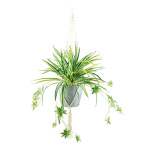 Spider plant in pot, with rope hanger     Size: H: 90cm,...