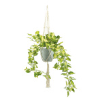 Ivy in pot - Material: with rope hanger - Color: green -...