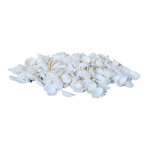 Shells in net 300g     Size: 2-3cm    Color: white