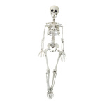 Skeleton to hang - Material: made of plastic - Color:...