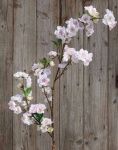 Kirschblütenzweig,110cm, rosa