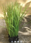 Gras mit Erde H28cm, L20cm, B5cm