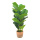 Hévéa pot enciment, 26 feuilles, textile et plastique     Taille: H: 70cm    Color: vert
