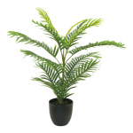 Areca Palme, im Topf, Größe: H=75cm Farbe: grün