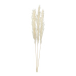 Bunch of pampas grass 3-fold, dried 110cm Color: white