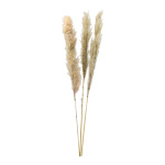 Bunch of pampas grass 3-fold dried - Material:  - Color:...