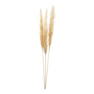 Bunch of pampas grass 3-fold, dried     Size: 110cm    Color: cream