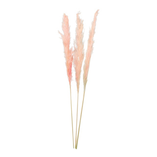 Bunch of pampas grass 3-fold, dried     Size: 110cm    Color: pink