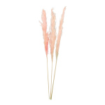 Bunch of pampas grass 3-fold dried - Material:  - Color:...