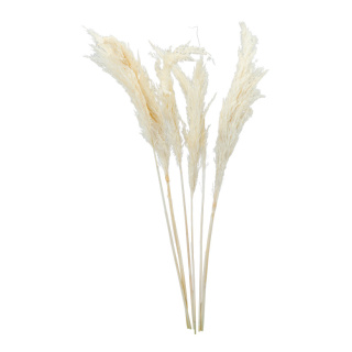 Pampasgras-Bündel 6-fach, getrocknet     Groesse: 65-75cm    Farbe: weiß