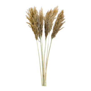 Bunch of pampas grass 6-fold, dried     Size: 65-75cm    Color: natural-coloured