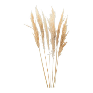Bunch of pampas grass 6-fold, dried     Size: 65-75cm    Color: cream