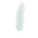 Ostrich feather natural - Material:  - Color: green -...