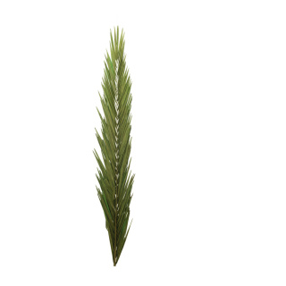 Fronde de palmier séché, matière naturelle conservée     Taille: 120cm    Color: vert