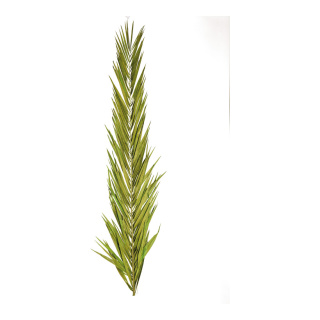 Fronde de palmier séché, matière naturelle conservée     Taille: 150cm    Color: vert