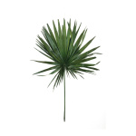 Washingtonia-Palmwedel getrocknet, konserviertes...