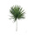 Fronde de palmier Washingtonia séché matière naturelle conservée Color: vert Size: 120cm