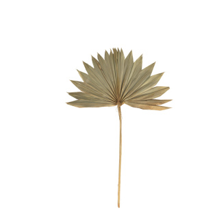 Washingtonia-Palmwedel getrocknet, konserviertes Naturmaterial     Groesse: 35-50cm    Farbe: natur