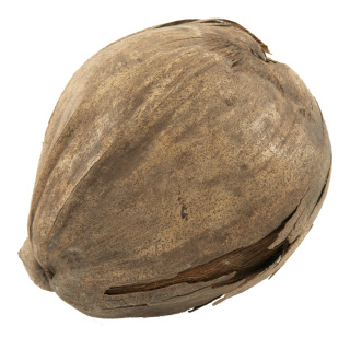 Kokosnuss, echt getrocknet, konserviertes Naturmaterial     Groesse: Ø 10cm - Farbe: natur/braun #
