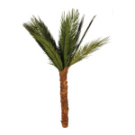 Areca-Palme, getrocknet, Größe: 200cm Farbe: grün/braun