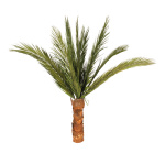 Phönix-Palme, getrocknet, Größe: 160cm Farbe: grün/braun