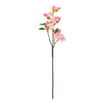 Flowering cherry twig with blossoms & leaves...