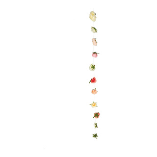 Guirlande de pivoines en soie artificielle  Color: blanc/rose Size: 180cm