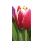 Motivdruck »Tulpe« Papier Größe:180x90cm Farbe: grün/rot #