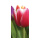 Motif imprimé "Tulipe" papier  Color: vert/rouge Size: 180x90cm