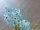 EUROPALMS Allium grass, artificial plant, blue, 120 cm