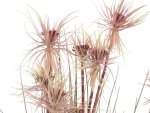 EUROPALMS Sunny-Gras, Kunstpflanze, 120 cm