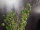 EUROPALMS Evergreen shrub with grass, artificial plant, 120cm