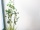 EUROPALMS Evergreen shrub with grass, artificial plant, 152cm