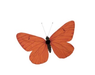 Butterfly out of paper/styrofoam, with wire for fastening     Size: 15x20cm    Color: orange