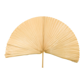 Palm leaf out of natural material     Size: 60x40cm    Color: natural-coloured