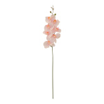 Orchidee,  Größe: 84cm Farbe: rosa/grün   #