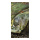 Motivdruck "Bemooster Käfer", Papier, Größe: 180x90cm Farbe: grün/weiß   #