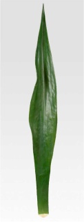 Aloeblatt, Länge 95cm, künstlich, grün