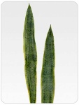 Sansevieria-Blatt 2tlg, Länge ca. 53 + 63 cm