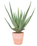 Aloe Vera Kunststoff Größe: 40cm Farbe: grün