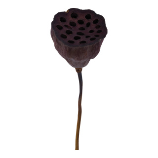 Lotusblume getocknet     Groesse:60-75cm, Ø ca. 7cm    Farbe:braun
