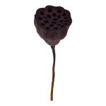 Fleur de lotus   Color: brun Size: 60-75cm X Ø ca....