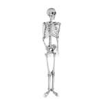 Skelett aus Kunststoff     Groesse:165x42x17cm    Farbe:grau