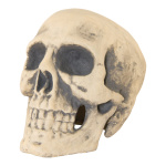 Skull  - Material: out of styrofoam - Color: beige -...