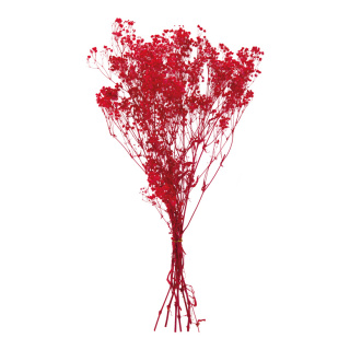 Trockenblumen-Bündel      Groesse: 65-75cm, ca. 110g - Farbe: rot