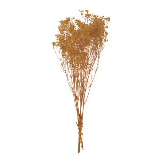 Dried flowers      Size: 65-75cm, ca. 110g    Color: natural-coloured