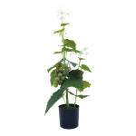 Grape plant in pot out of plastic/artificial silk, in a...