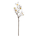 Branche de magnolia avec 6 fleurs & 2 bourgeons, en...